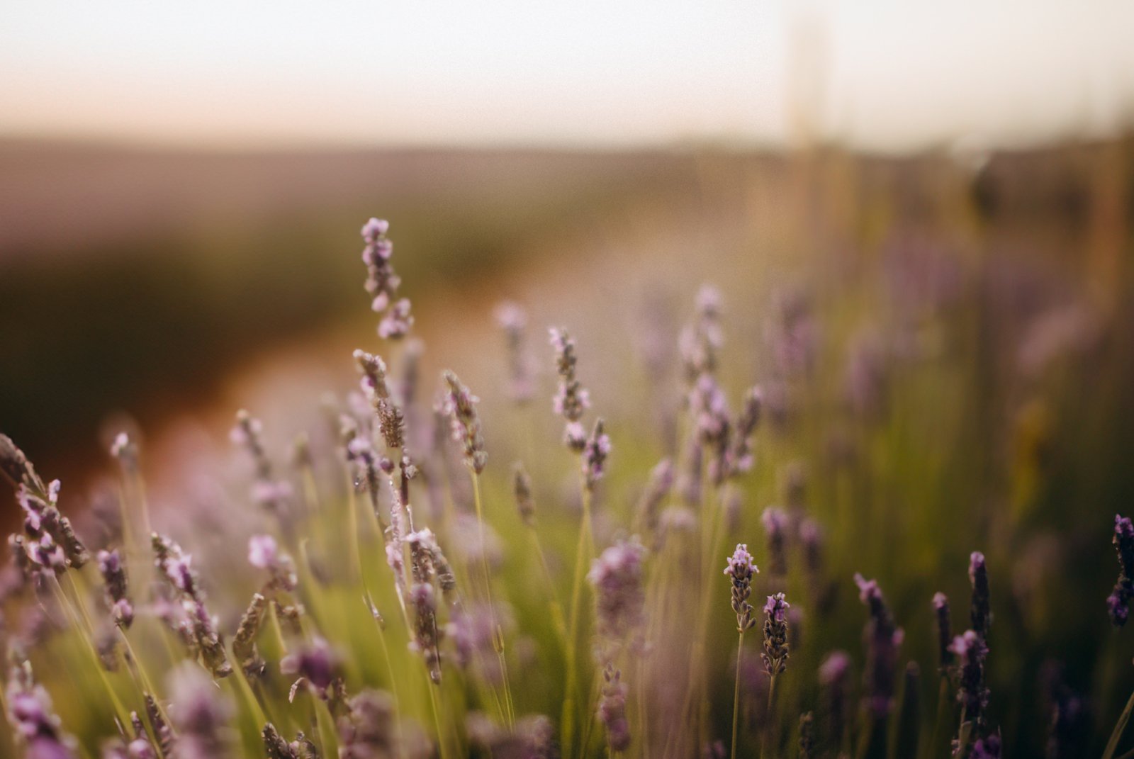 Campo de lavandas con algunas plantas nítidas y el resto desenfocadas