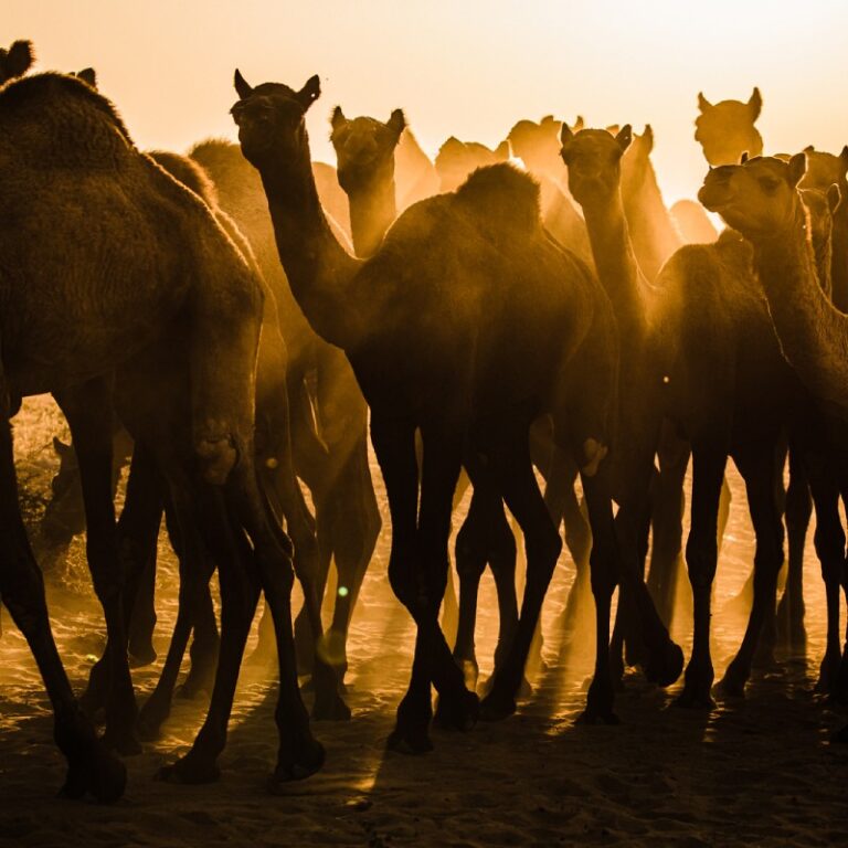 Fotografía realizada por Alfonso Azaustre, fotógrafo de bodas en Granada: grupo de camellos caminando juntos en el desierto, al amanecer.